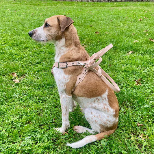 Y-Front Harness - Assistance Dog Service Dog