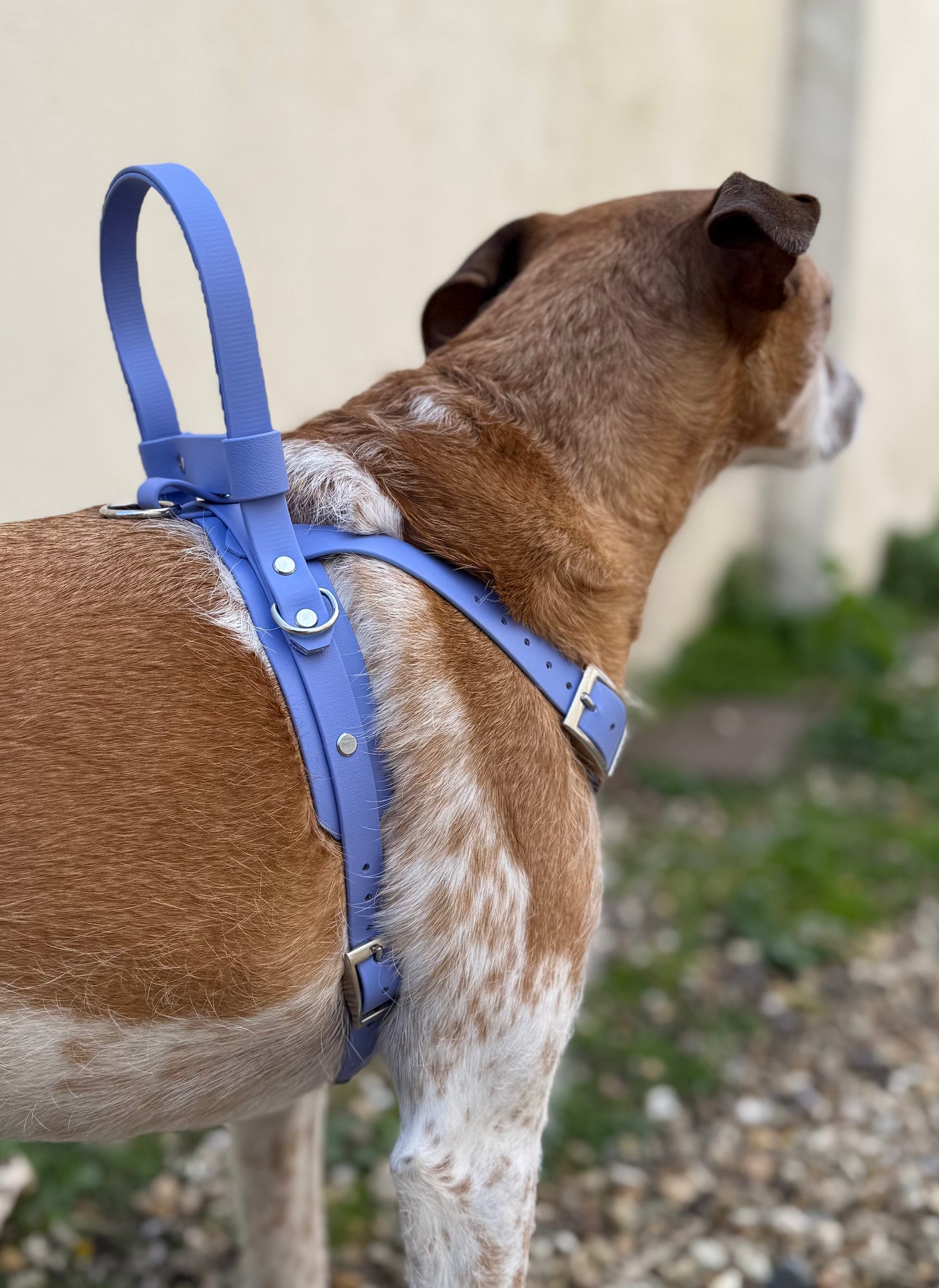 Y-Front Harness - Assistance Dog Service Dog
