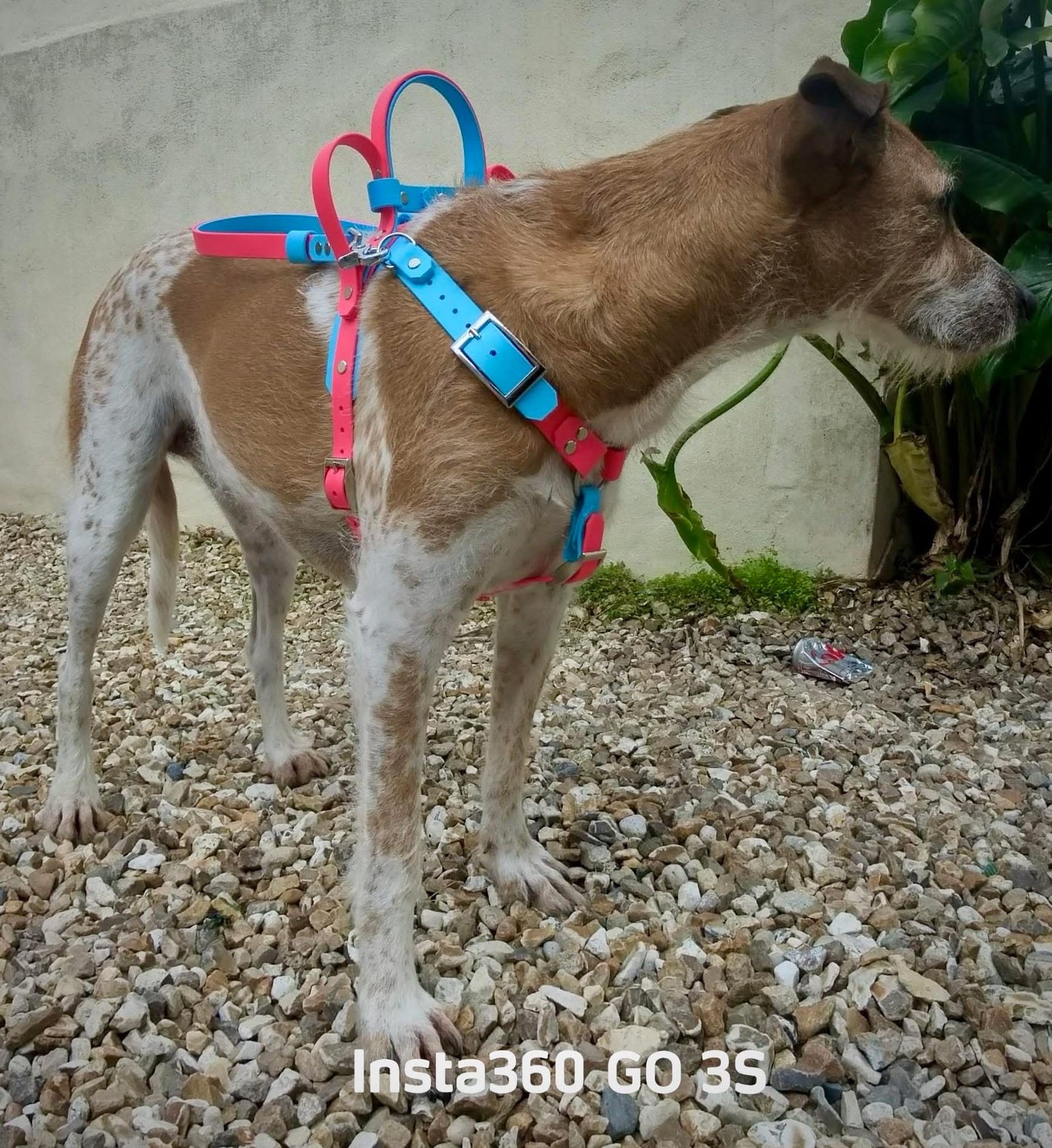 Y-Front Harness - Assistance Dog Service Dog